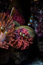 Clown fishes and sea anemone Royalty Free Stock Photo
