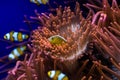 Clown fishes and sea anemone Royalty Free Stock Photo