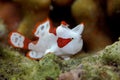 Clown frogfish