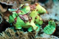 Clown Frogfish