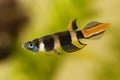 Clown killi banded panchax killifish fish Male Epiplatys annulatus tropical aquarium fish