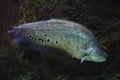 Clown knifefish Chitala ornate