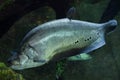 Clown knifefish (Chitala ornate)