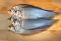 Clown knifefish on wood background Royalty Free Stock Photo