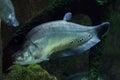 Clown knifefish (Chitala ornate) Royalty Free Stock Photo