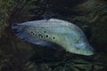 Clown knifefish (Chitala ornate) Royalty Free Stock Photo