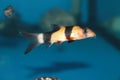 Clown loach (Botia macracantha) freshwater aquarium fish Royalty Free Stock Photo