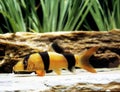 CLOWN LOACH botia macracanthus Royalty Free Stock Photo