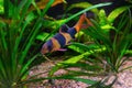 Clown loach, Chromobotia macracanthus swimming in aquarium water wtih green algae