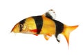 Clown loach tiger botia catfish Botia macracanthus aquarium fish