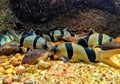 Clown Loach (Chromobotia macracanthus)