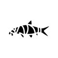 clown loaches glyph icon vector illustration Royalty Free Stock Photo