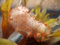 Clown nudibranch