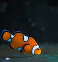 Clown Saltwater Fish