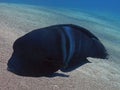 A Clown Sand Wrasse Coris aygula in the Red Sea Royalty Free Stock Photo