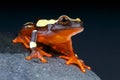 Clown Tree frog / Dendropsophus leucophyllatus Royalty Free Stock Photo