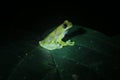 A clown tree frog, Dendropsophus sarayacuensis, looking curiously at the camera