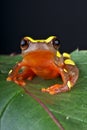 Clown treefrog Royalty Free Stock Photo