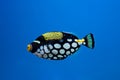 Clown trigger fish