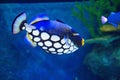 Clown trigger fish Royalty Free Stock Photo