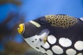 Clown triggerfish Royalty Free Stock Photo