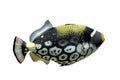 Clown triggerfish - Balistoides conspicillum Royalty Free Stock Photo