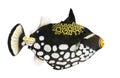 Clown triggerfish - Balistoides conspicillum