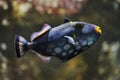 Clown triggerfish Balistoides conspicillum Royalty Free Stock Photo