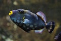 Clown triggerfish Balistoides conspicillum Royalty Free Stock Photo