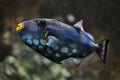 Clown triggerfish Balistoides conspicillum Royalty Free Stock Photo