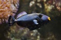 Clown triggerfish Balistoides conspicillum Royalty Free Stock Photo