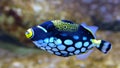 Clown Triggerfish, Balistoides conspicillum, in Aquarium Royalty Free Stock Photo