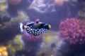 Clown triggerfish Balistoides conspicillum, bigspotted triggerfish, are demersal marine fish belonging to the family Balistidae Royalty Free Stock Photo