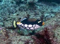 A Clown Triggerfish Balistoides conspicillum Royalty Free Stock Photo