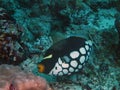 A Clown Triggerfish Balistoides conspicillum Royalty Free Stock Photo