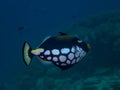 A Clown Triggerfish Balistoides conspicillum Royalty Free Stock Photo