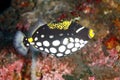 Clown Triggerfish, Balistoides conspicillum Royalty Free Stock Photo