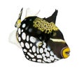 Clown triggerfish (fish)