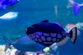 The Clown triggerfish is a very peculiar fish Royalty Free Stock Photo