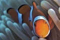 Clownfish