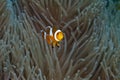 Clownfish Royalty Free Stock Photo