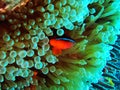 Clownfish