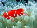 Clownfish