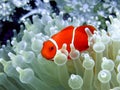 Clownfish Royalty Free Stock Photo