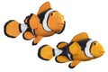 Clownfish Royalty Free Stock Photo