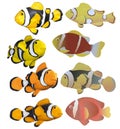 Clownfish Royalty Free Stock Photo