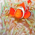 Clownfish Royalty Free Stock Photo