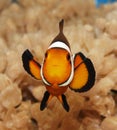 Clownfish