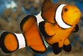 Clownfish