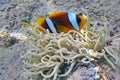 Clownfish